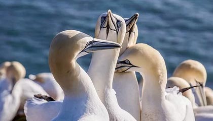 开云-上海女足豪取三连胜，超级联赛中暂居榜首，上海女足俱乐部