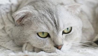 开云-上海女足豪取三连胜，超级联赛中暂居榜首，上海女足俱乐部