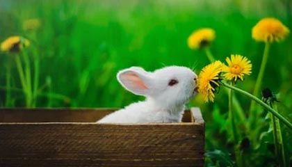 开云官方-上海德比：申花强势压制申鑫，取得连胜